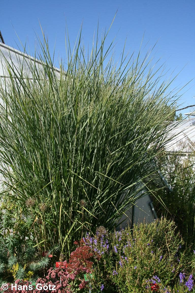 Riesen-Ruten-Hirse 'Cloud Nine' (Panicum virgatum)
