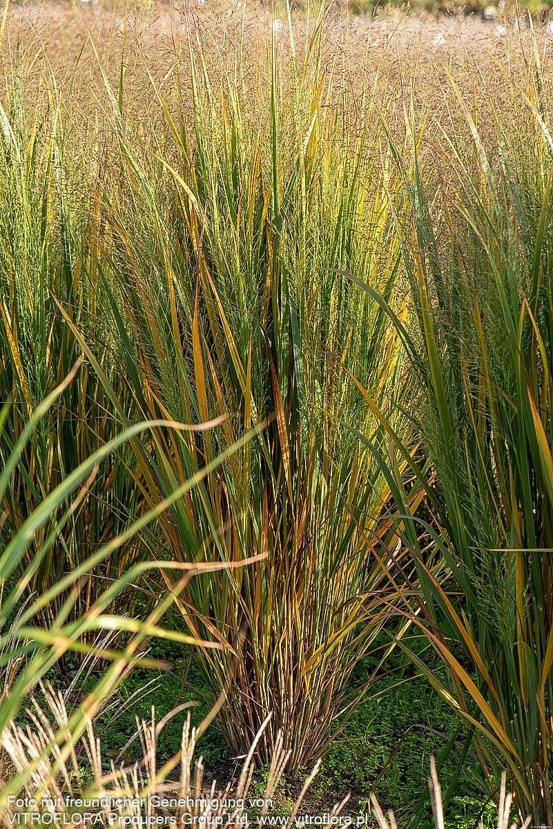 Riesen Ruten-Hirse 'Northwind' (Panicum virgatum)