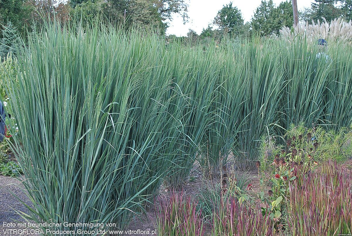 Riesen Ruten-Hirse 'Northwind' (Panicum virgatum)