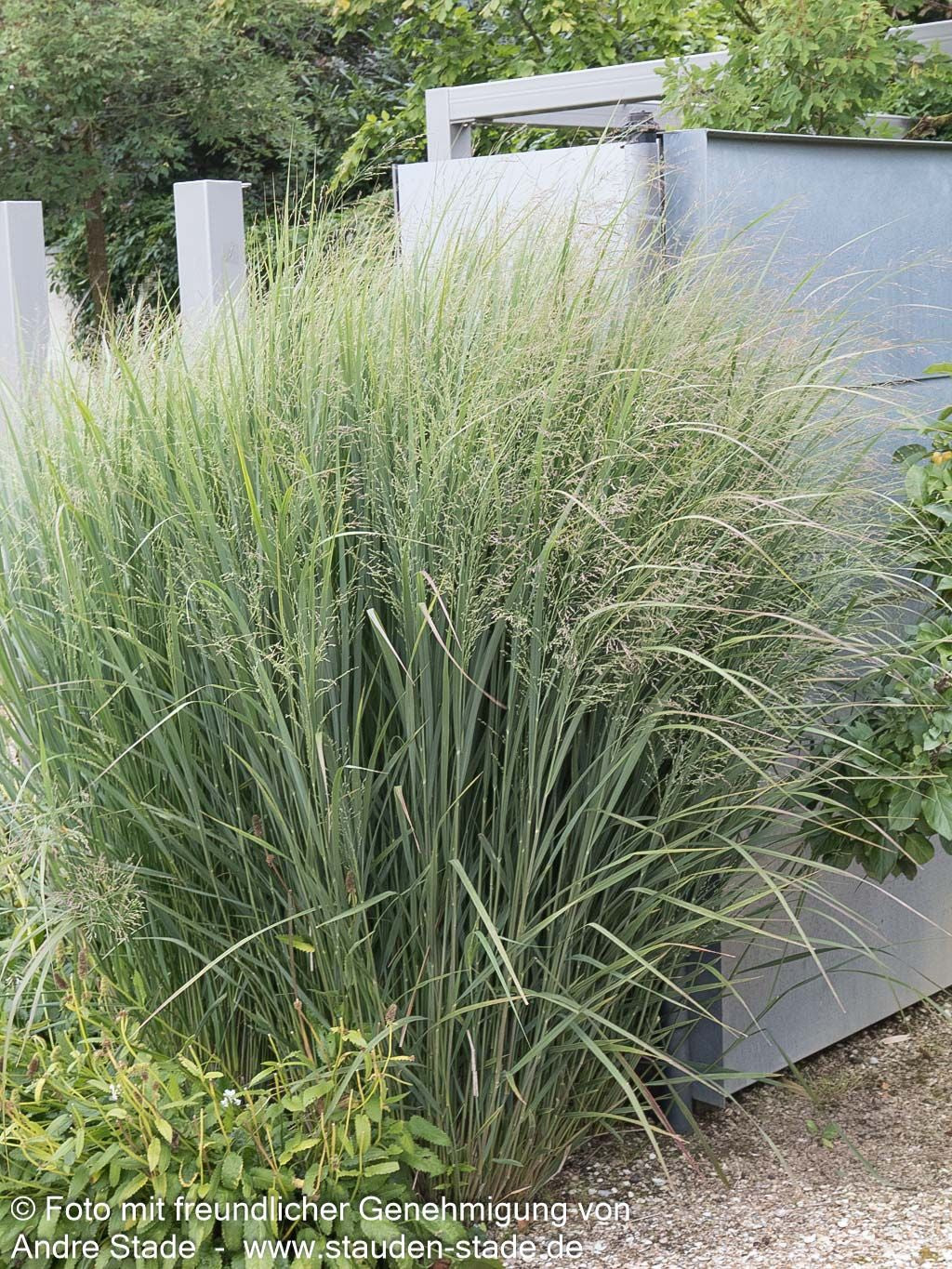 Riesen Ruten-Hirse 'Northwind' (Panicum virgatum)