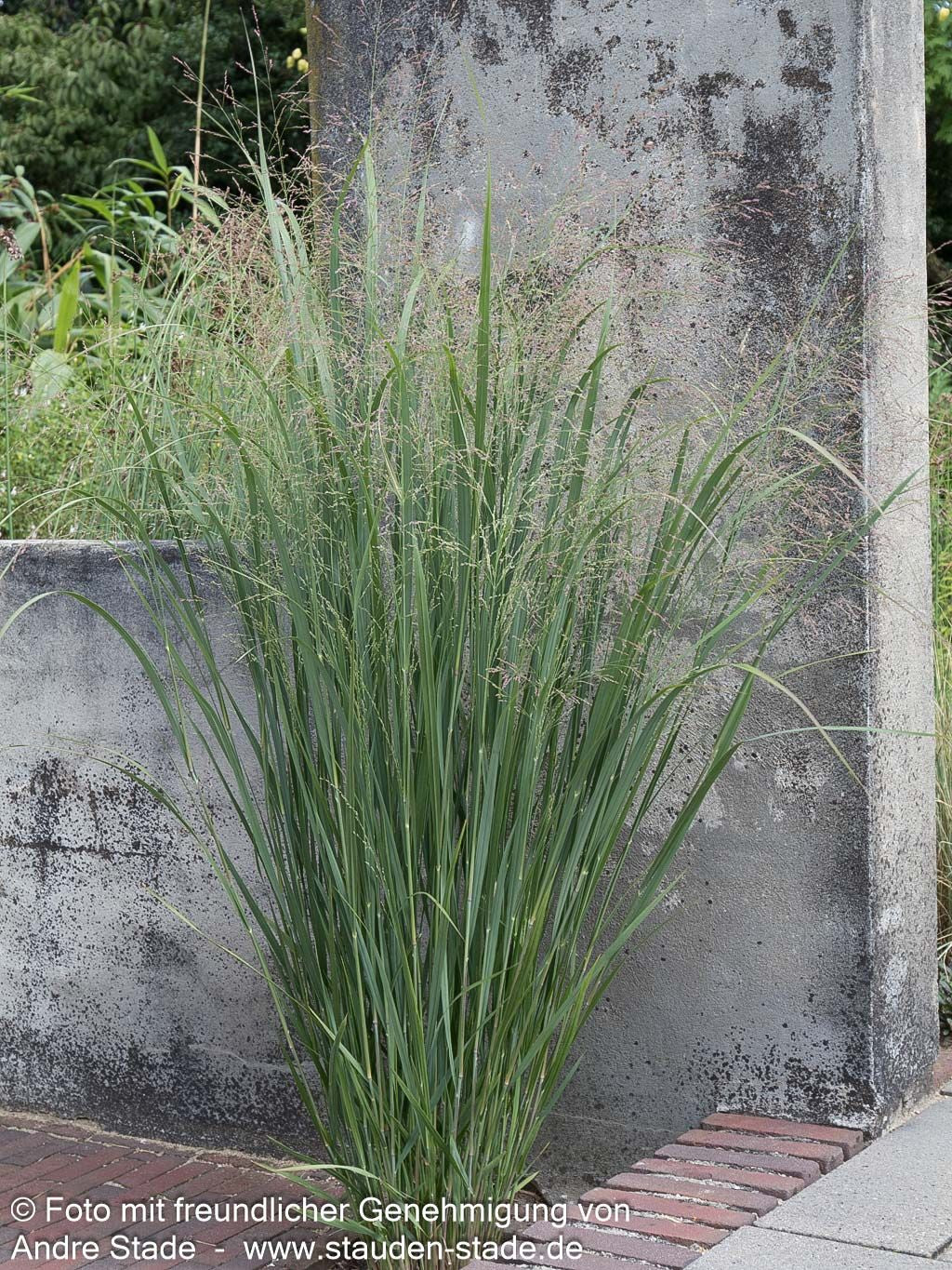 Riesen Ruten-Hirse 'Northwind' (Panicum virgatum)