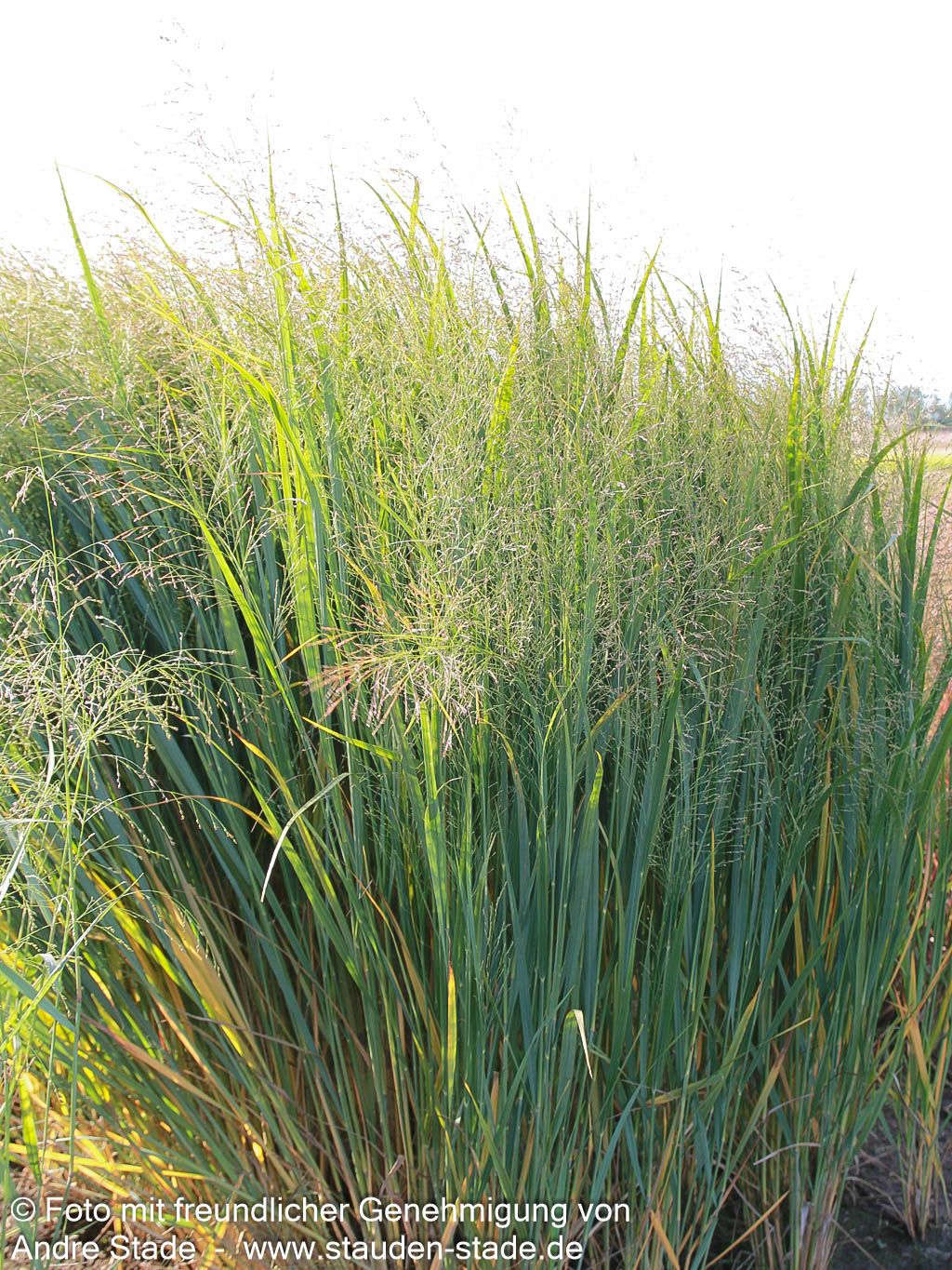 Riesen Ruten-Hirse 'Northwind' (Panicum virgatum)