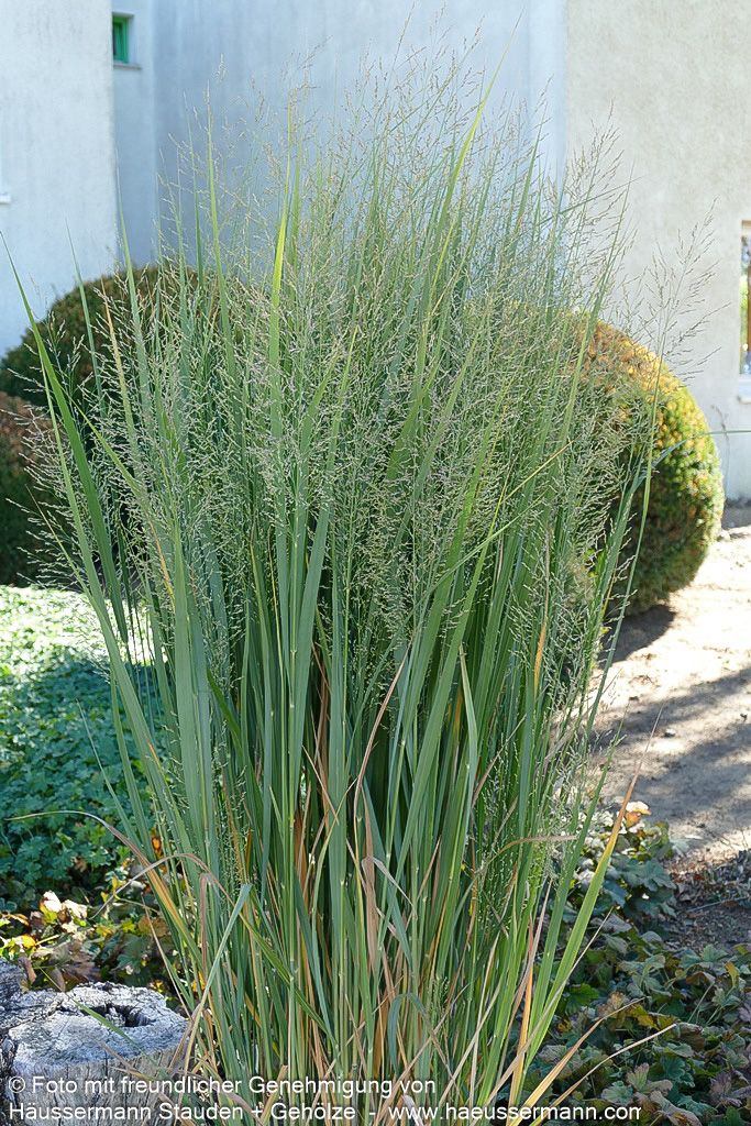 Riesen Ruten-Hirse 'Northwind' (Panicum virgatum)