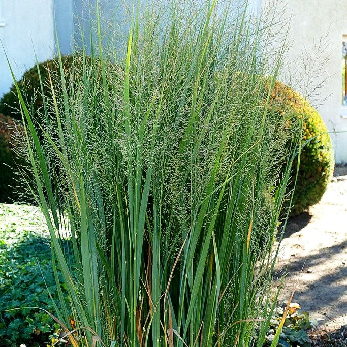 Riesen Ruten-Hirse 'Northwind' (Panicum virgatum)