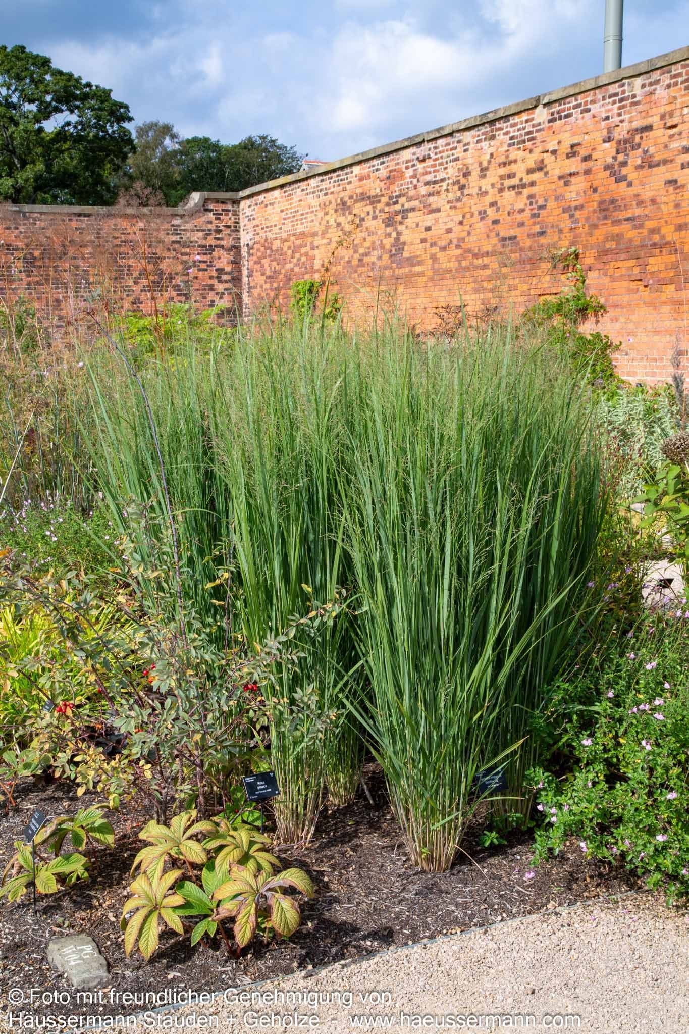Riesen Ruten-Hirse 'Northwind' (Panicum virgatum)