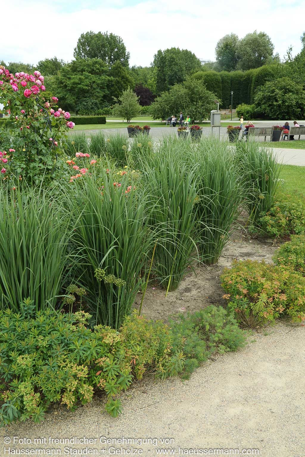 Riesen Ruten-Hirse 'Northwind' (Panicum virgatum)