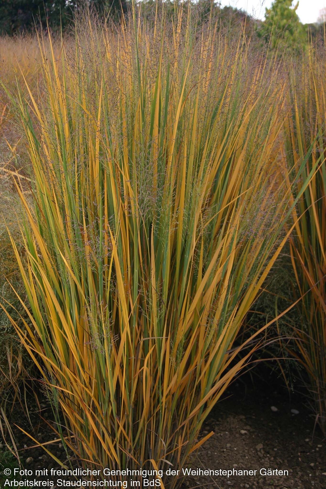 Riesen Ruten-Hirse 'Northwind' (Panicum virgatum)