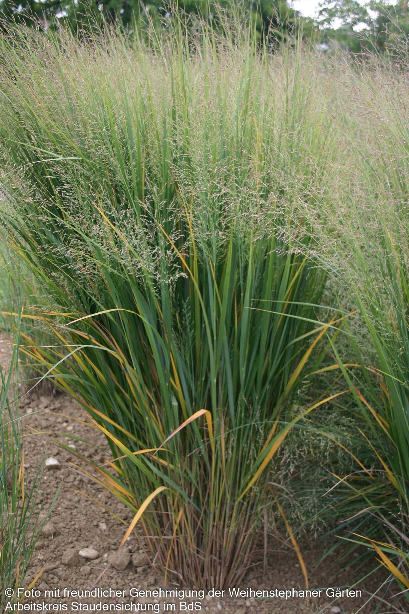 Riesen Ruten-Hirse 'Northwind' (Panicum virgatum)