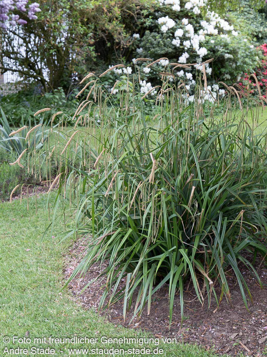 Riesen-Segge (Carex pendula)