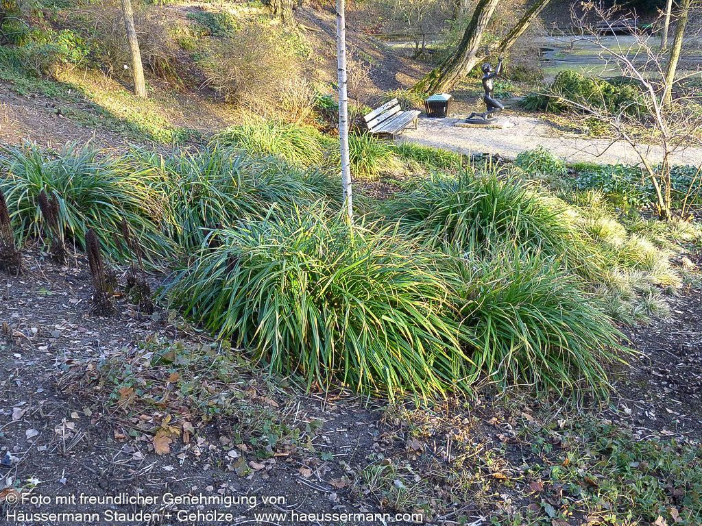 Riesen-Segge (Carex pendula)