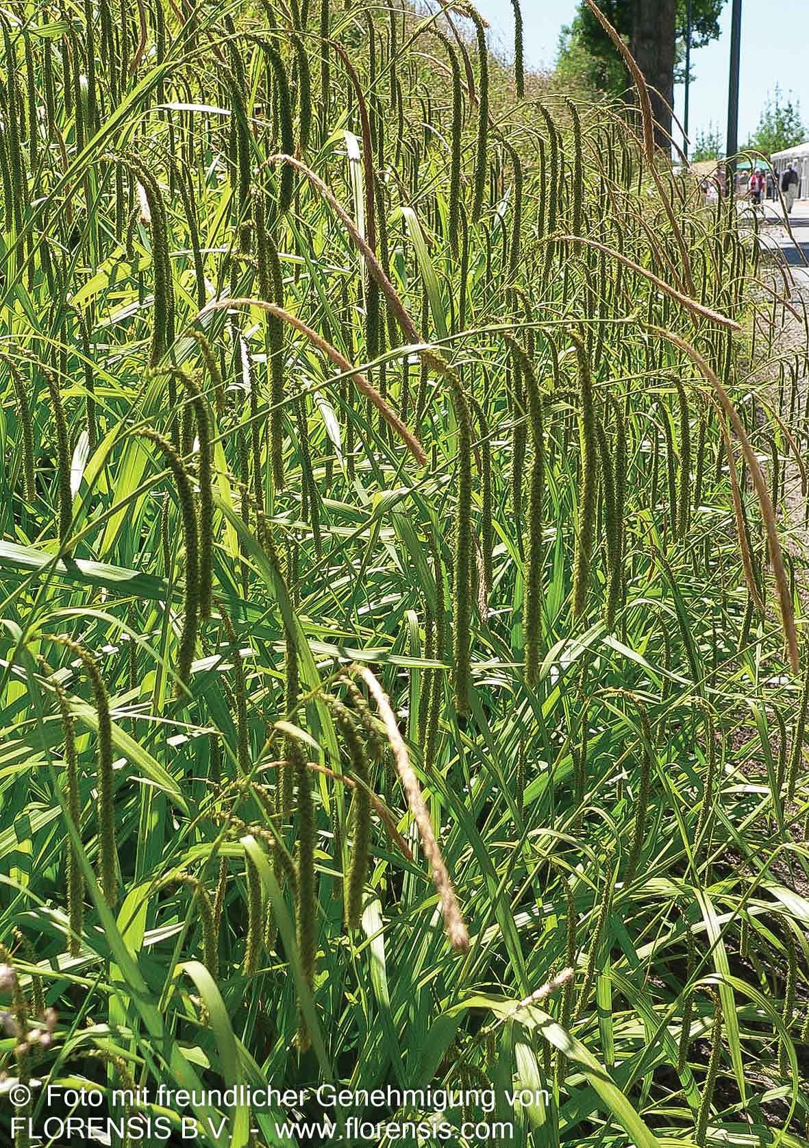 Riesen-Segge (Carex pendula)