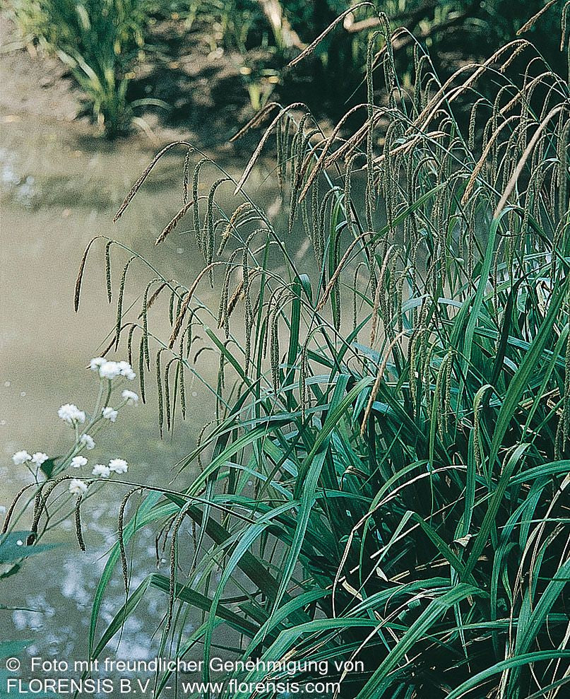 Riesen-Segge (Carex pendula)