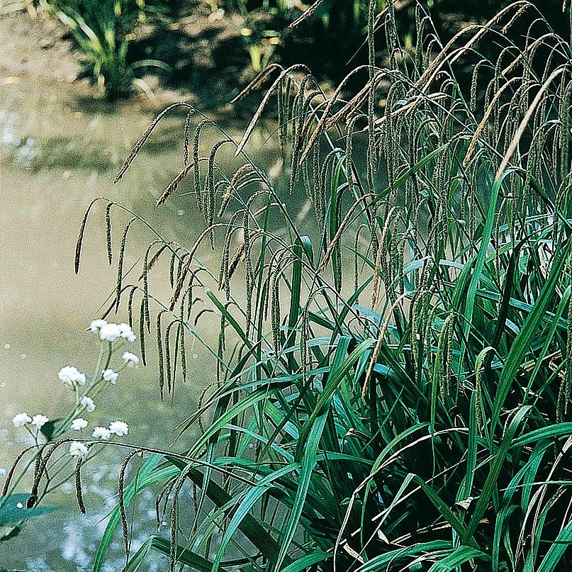 Riesen-Segge (Carex pendula)