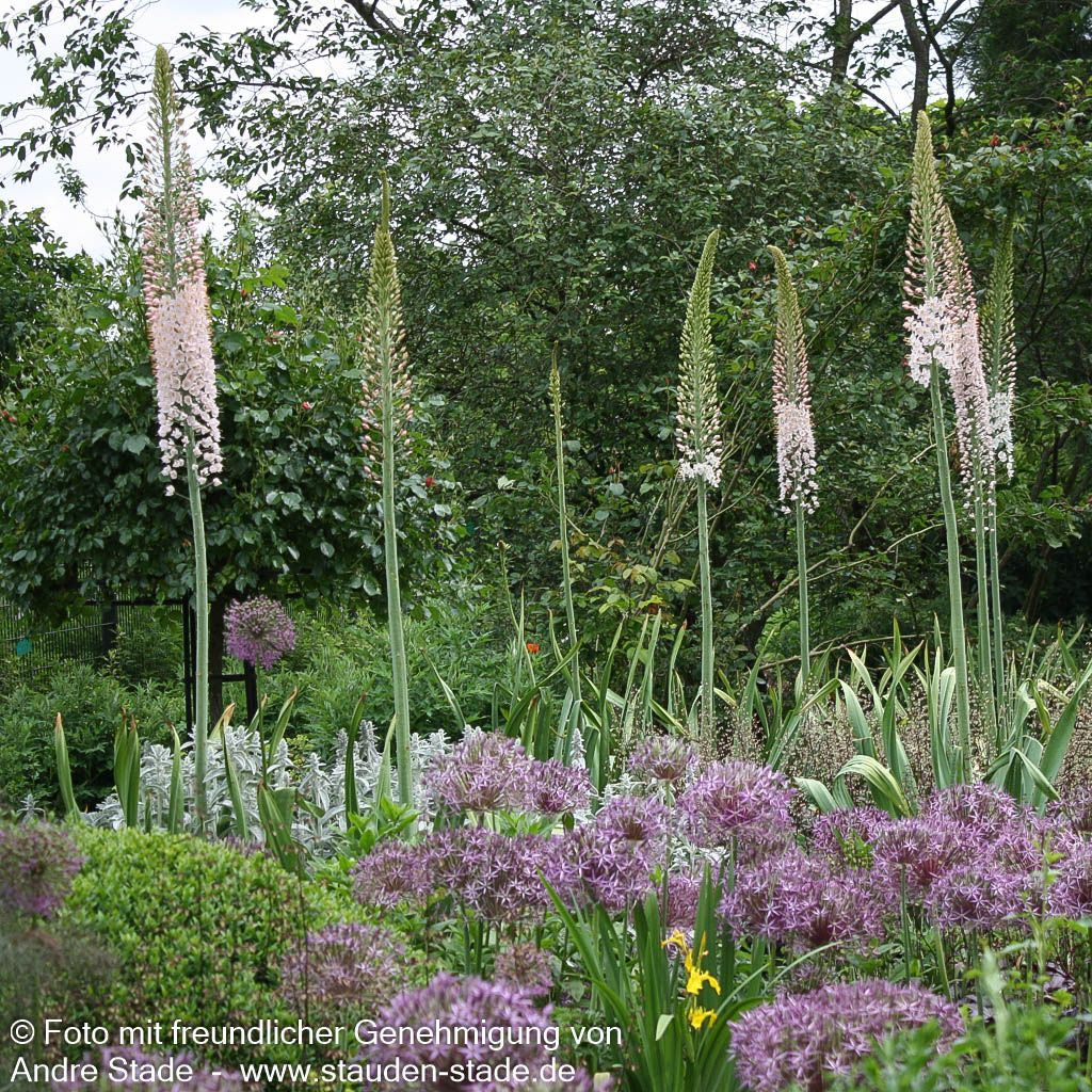 Riesen-Steppenkerze (Eremurus robustus)