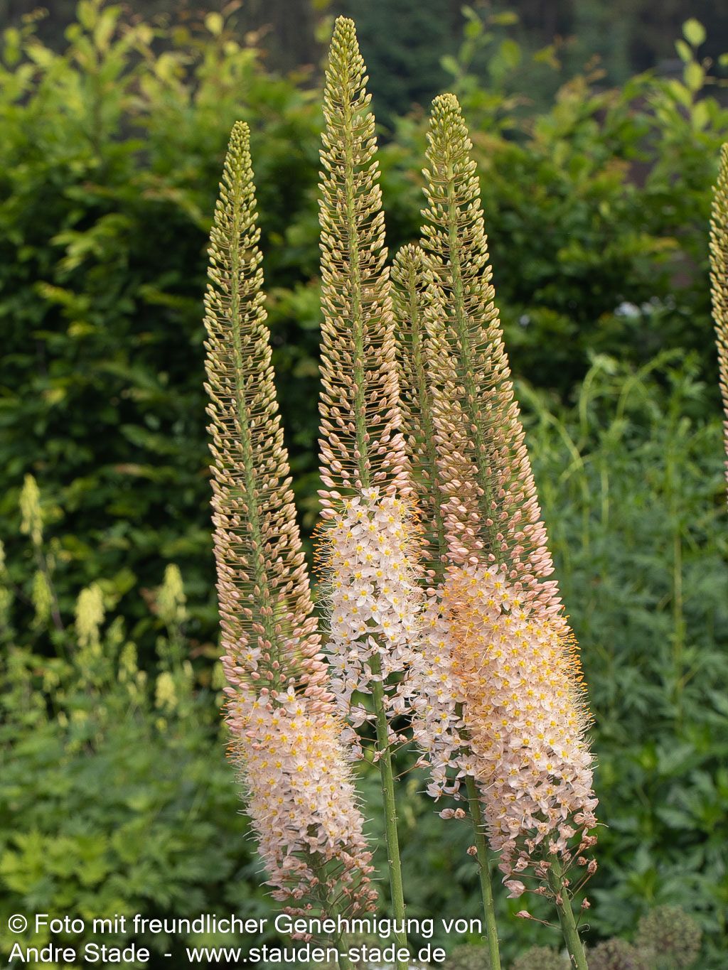 Riesen-Steppenkerze (Eremurus robustus)