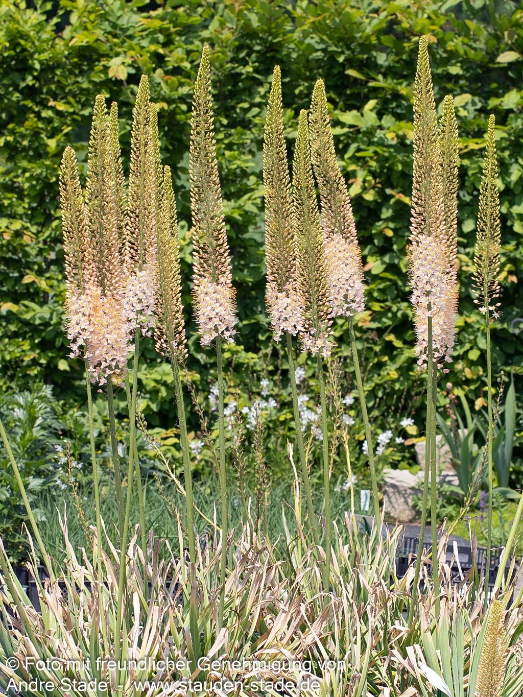 Riesen-Steppenkerze (Eremurus robustus)