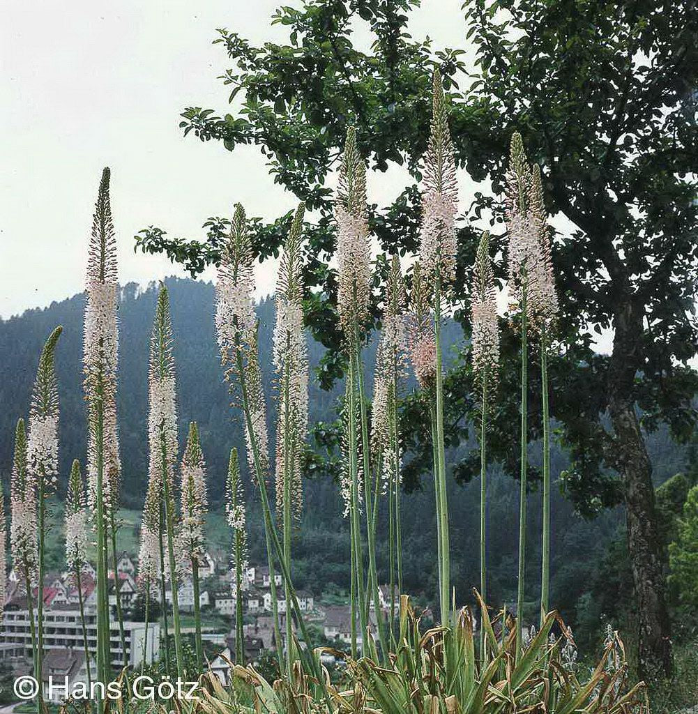 Riesen-Steppenkerze (Eremurus robustus)