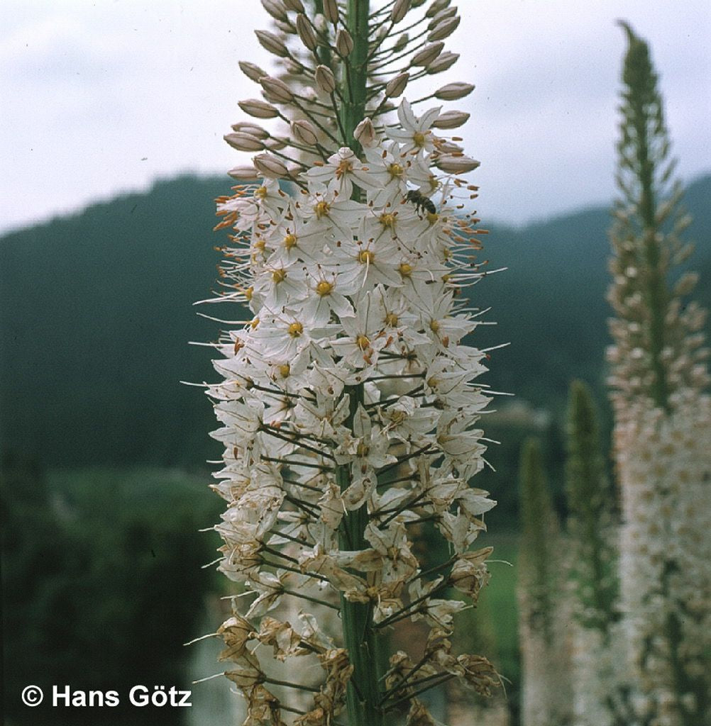 Riesen-Steppenkerze (Eremurus robustus)