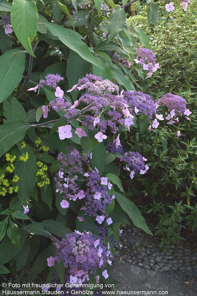 Riesenblatt-Hortensie 'Macrophylla' (Hydrangea aspera)