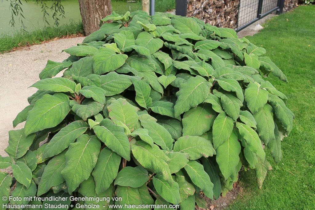 Riesenblatt-Hortensie 'Macrophylla' (Hydrangea aspera)