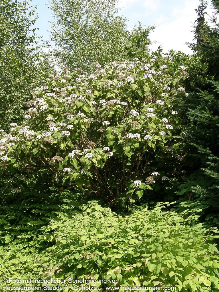 Riesenblatt-Hortensie 'Macrophylla' (Hydrangea aspera)