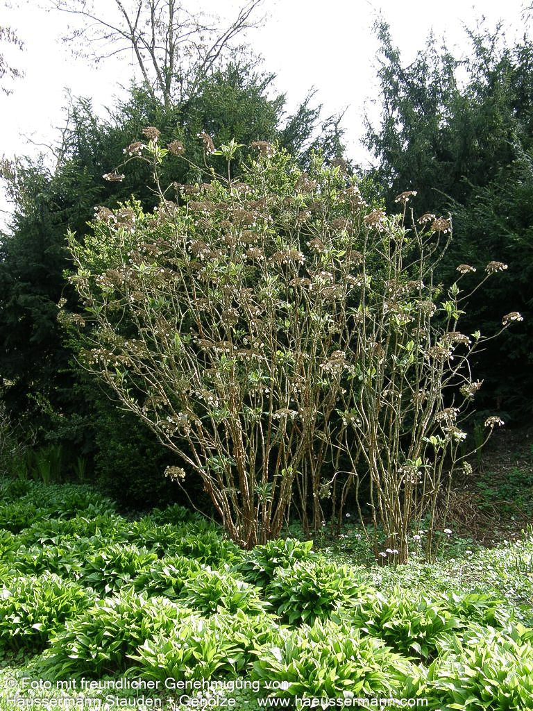Riesenblatt-Hortensie 'Macrophylla' (Hydrangea aspera)