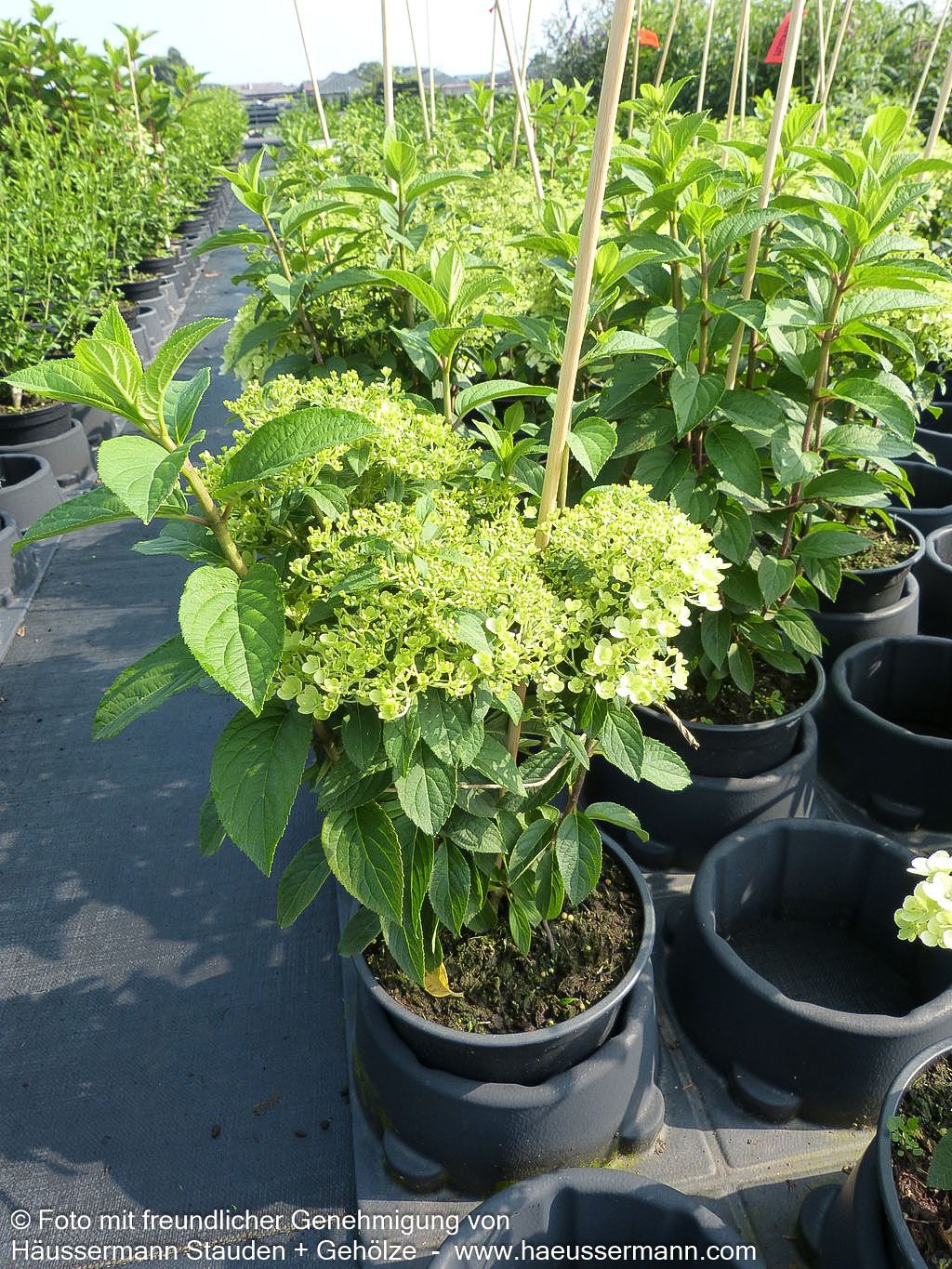 Rispen-Hortensie 'Bobo' (Hydrangea paniculata)
