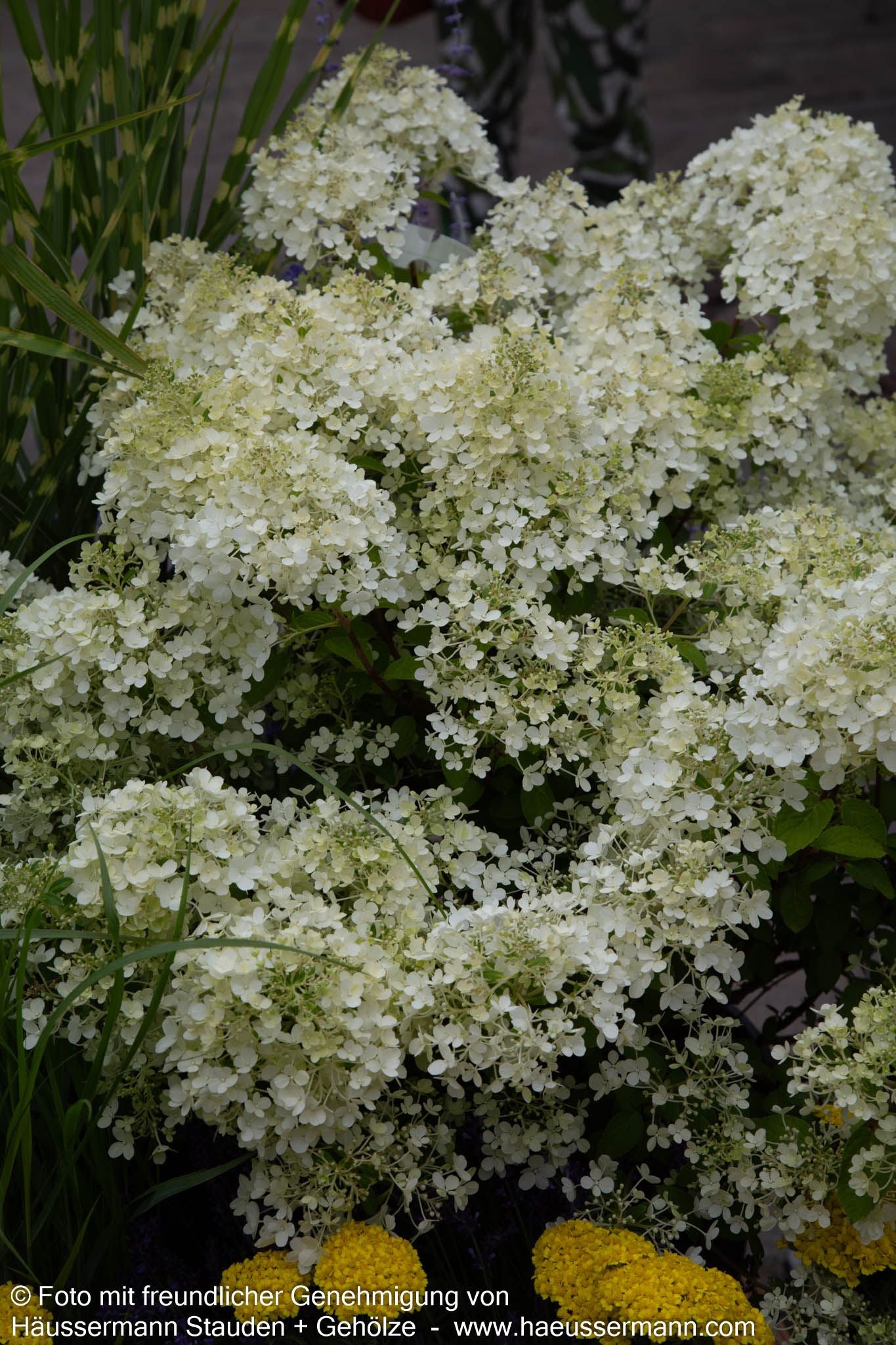 Rispen-Hortensie 'Bobo' (Hydrangea paniculata)