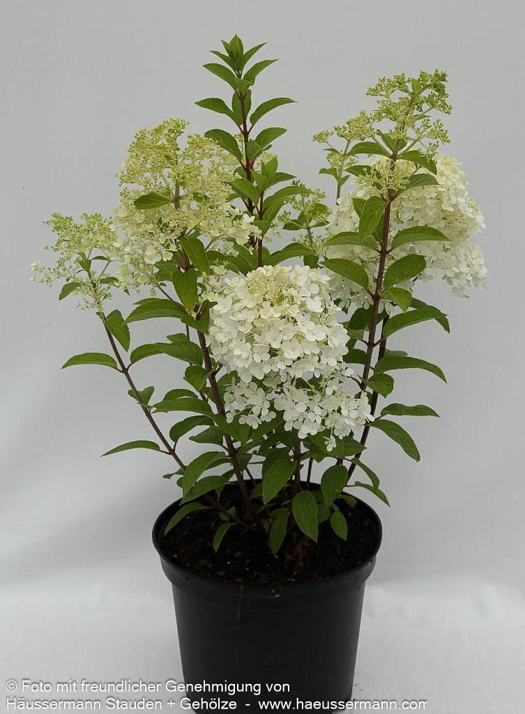 Rispen-Hortensie 'Bobo' (Hydrangea paniculata)
