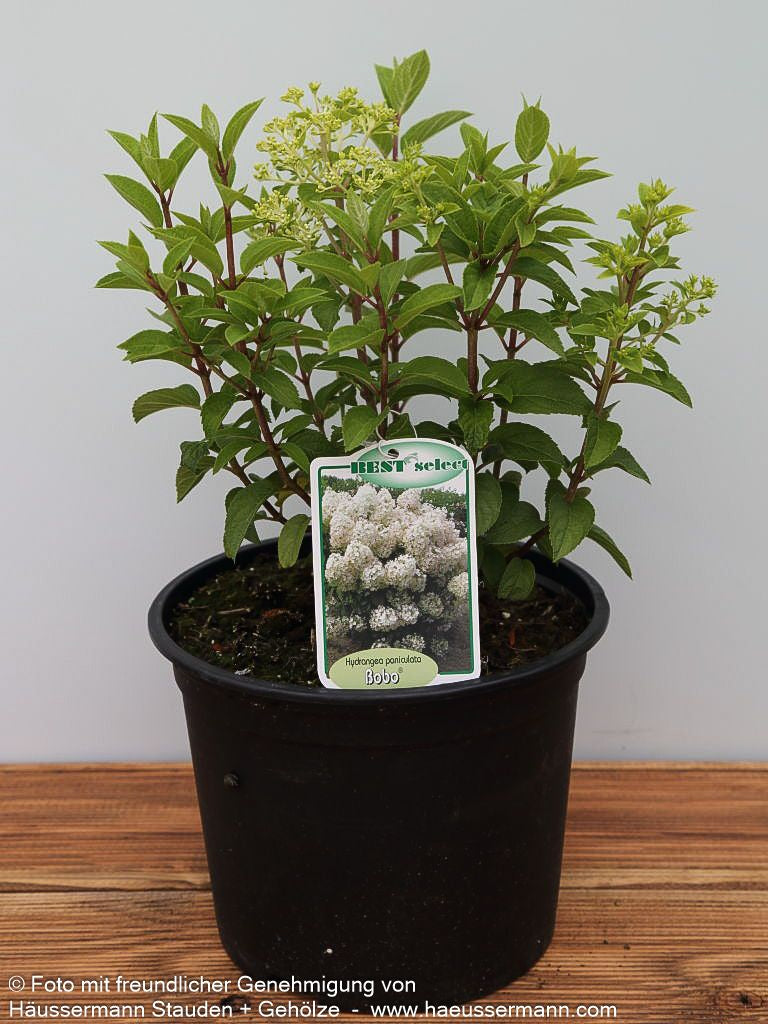 Rispen-Hortensie 'Bobo' (Hydrangea paniculata)