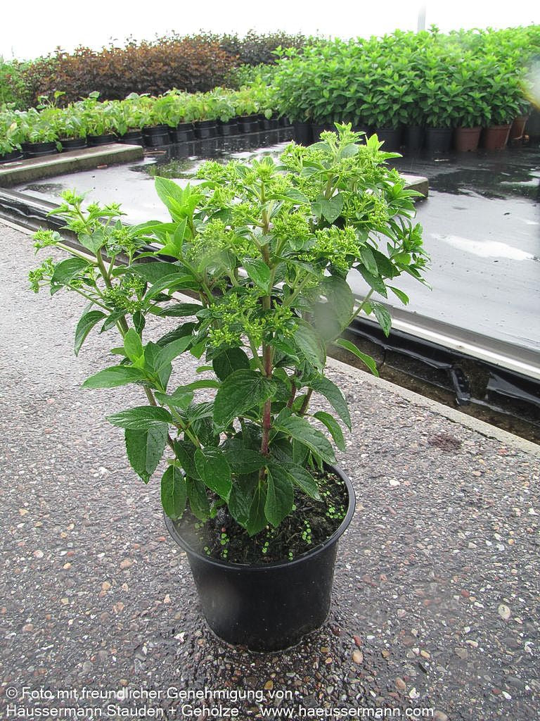 Rispen-Hortensie 'Bobo' (Hydrangea paniculata)