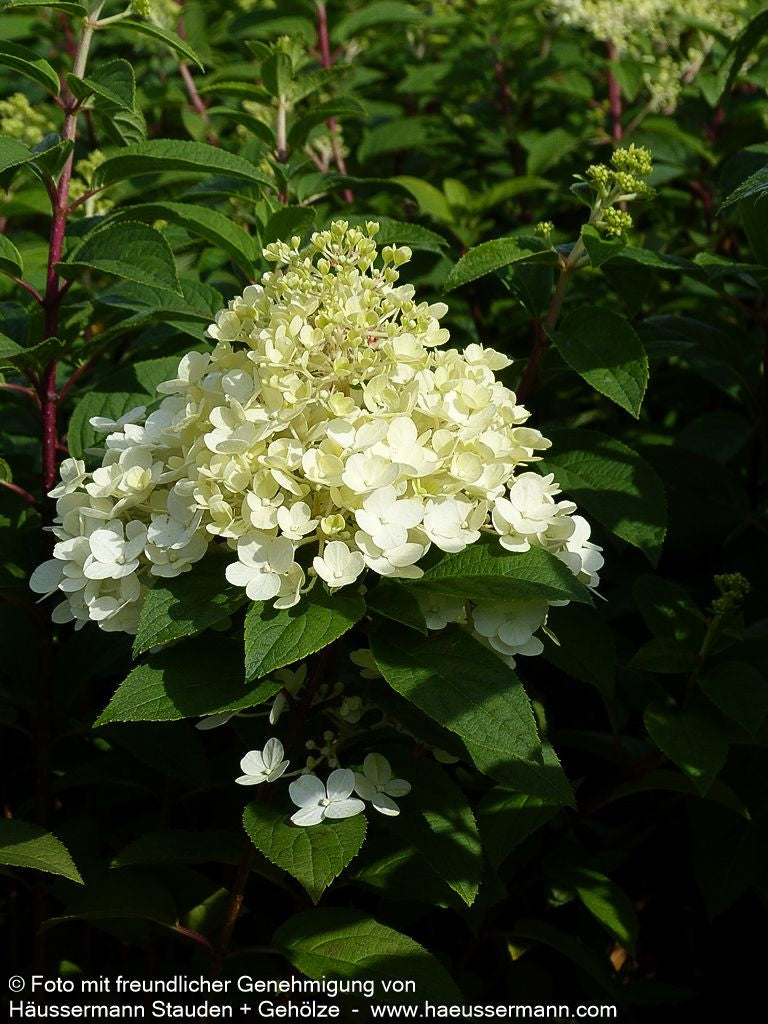 Rispen-Hortensie 'Bobo' (Hydrangea paniculata)