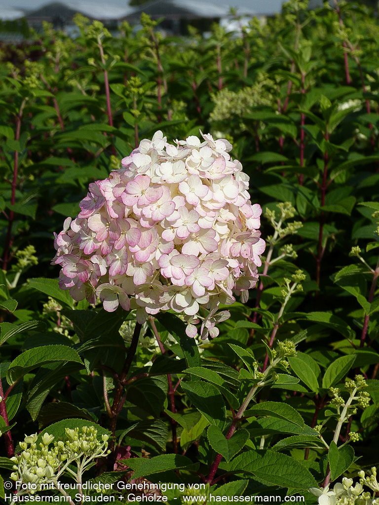 Rispen-Hortensie 'Bobo' (Hydrangea paniculata)