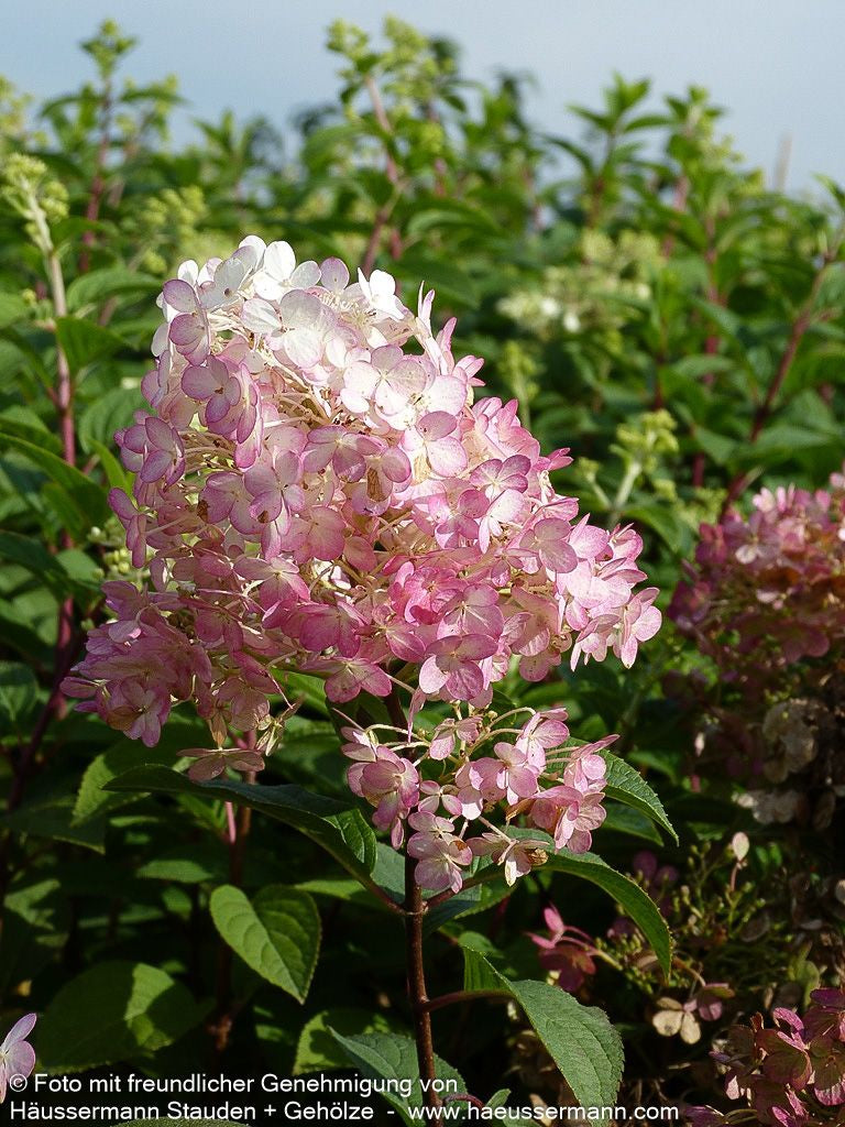 Rispen-Hortensie 'Bobo' (Hydrangea paniculata)