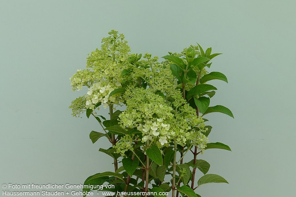 Rispen-Hortensie 'Bobo' (Hydrangea paniculata)