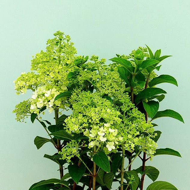 Rispen-Hortensie 'Bobo' (Hydrangea paniculata)