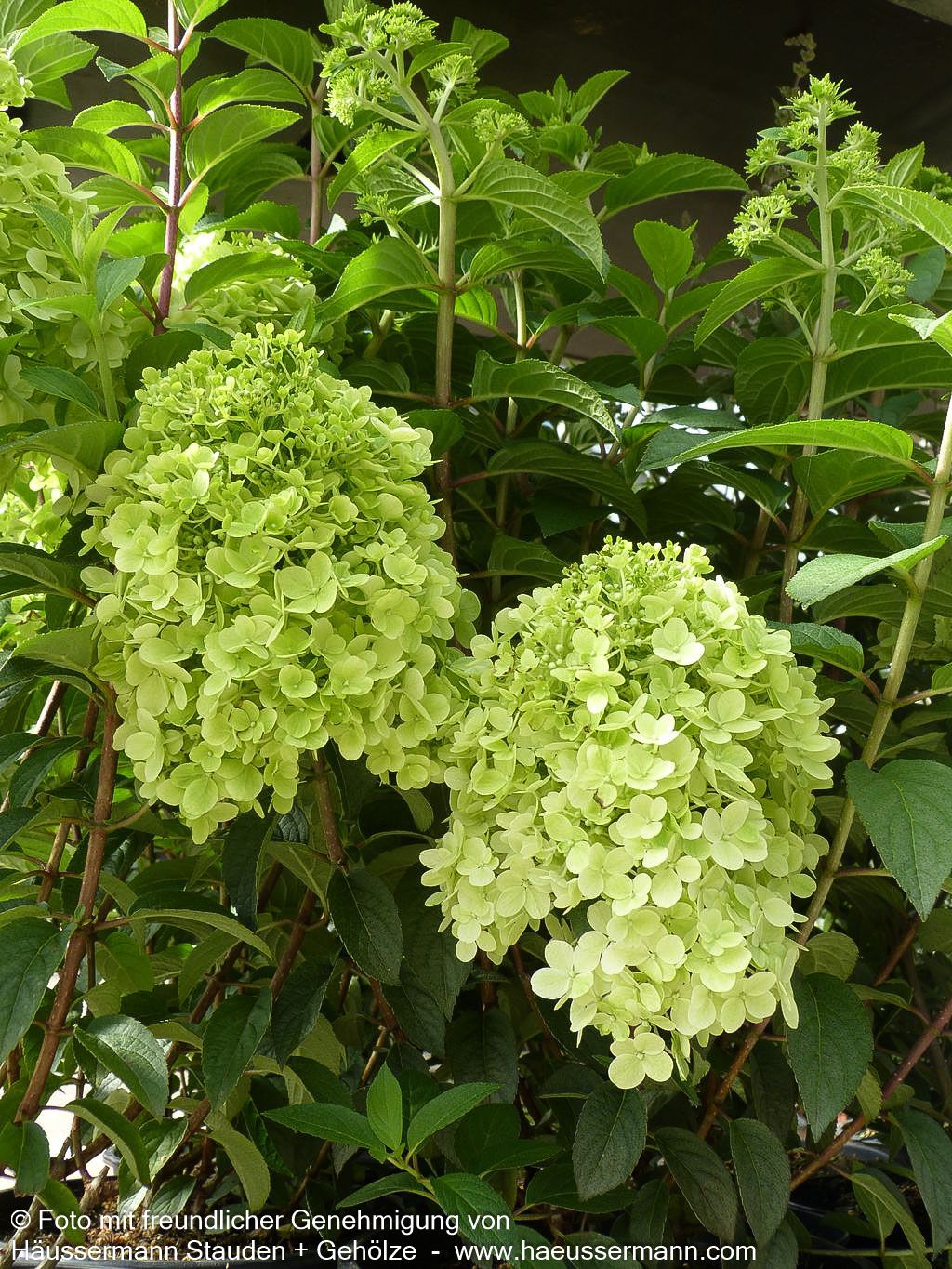 Rispen-Hortensie 'Bobo' (Hydrangea paniculata)