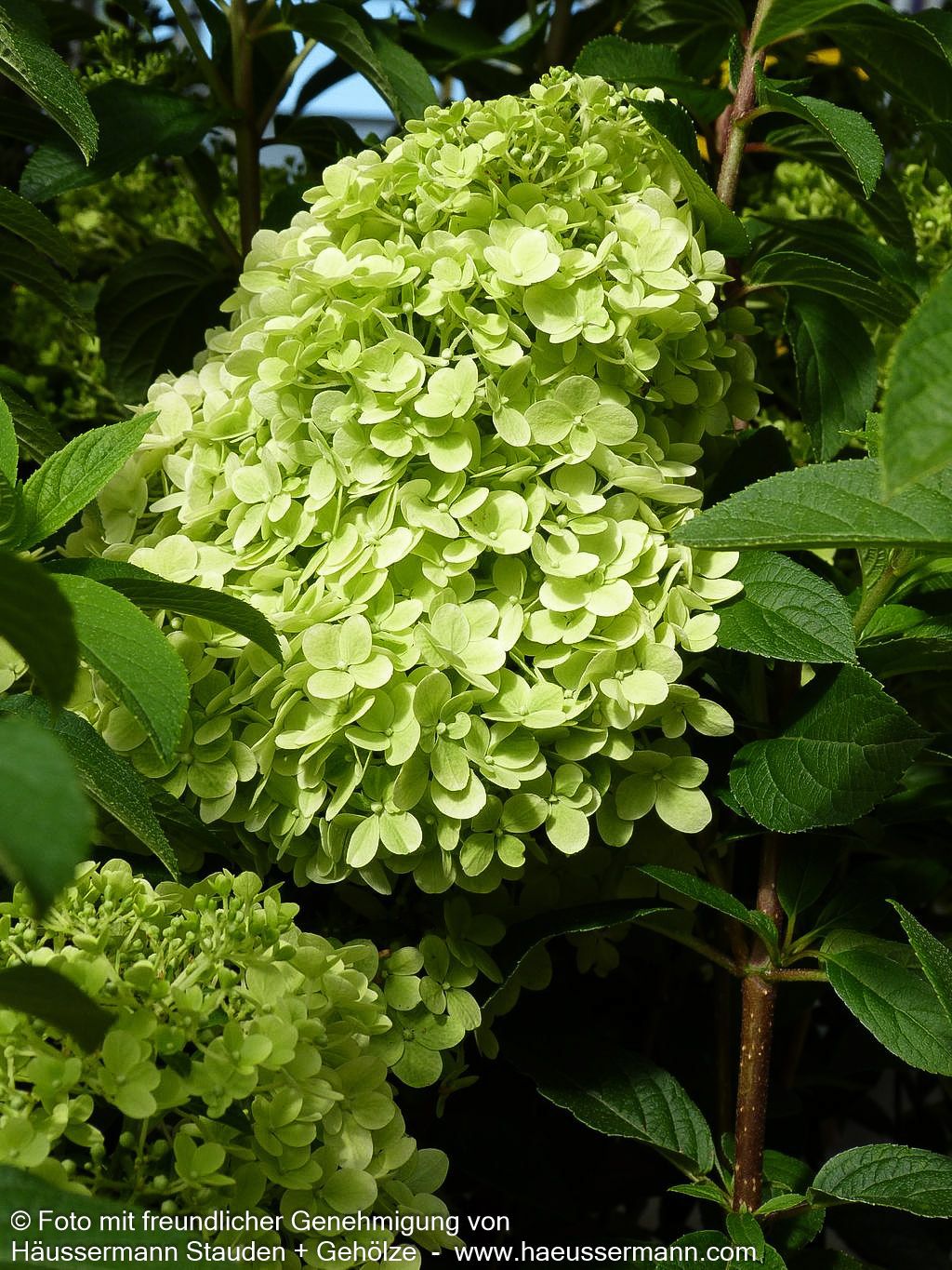 Rispen-Hortensie 'Bobo' (Hydrangea paniculata)