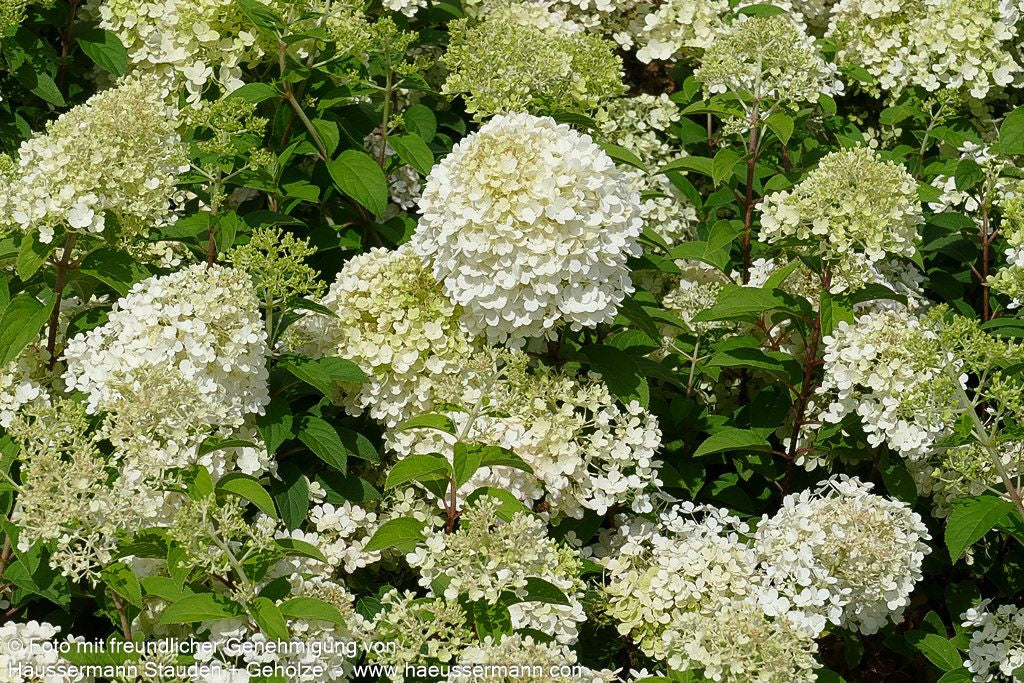 Rispen-Hortensie 'Bobo' (Hydrangea paniculata)