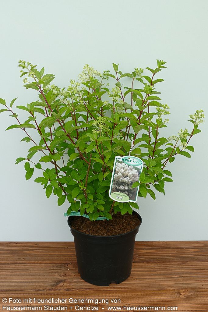 Rispen-Hortensie 'Bobo' (Hydrangea paniculata)