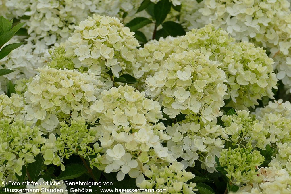 Rispen-Hortensie 'Bombshell' (Hydrangea paniculata)