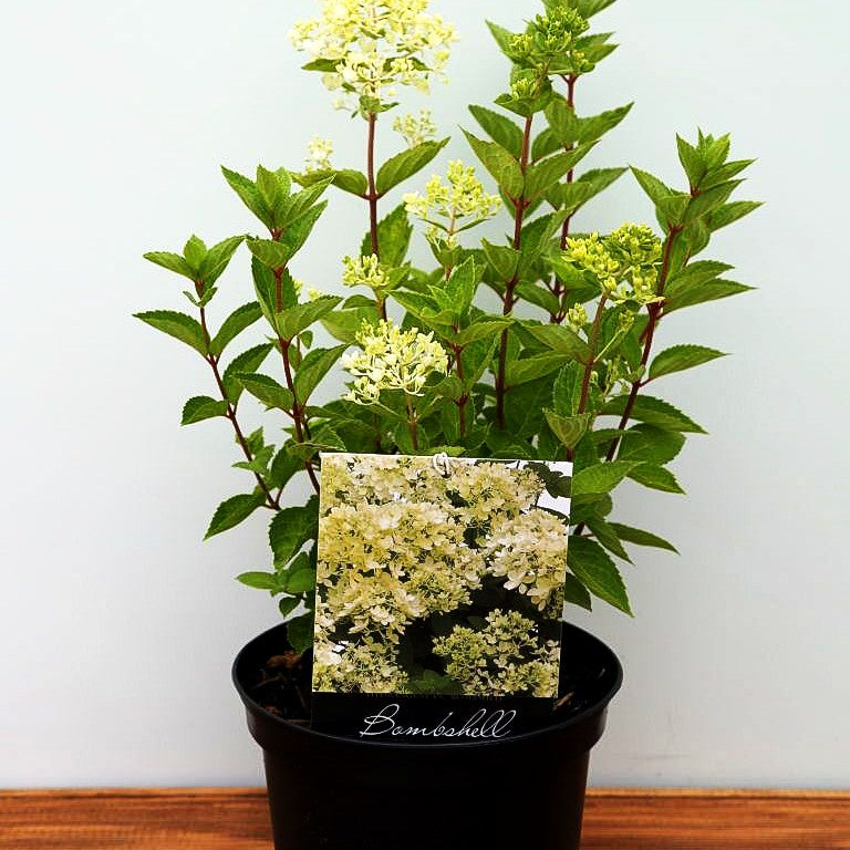 Rispen-Hortensie 'Bombshell' (Hydrangea paniculata)