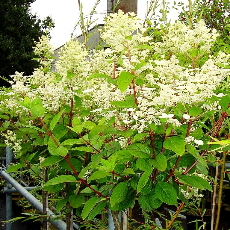 Rispen-Hortensie 'Early Sensation' (Hydrangea paniculata)