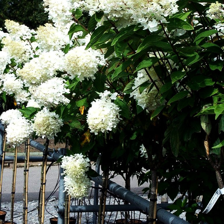 Rispen-Hortensie 'Grandiflora' (Hydrangea paniculata)
