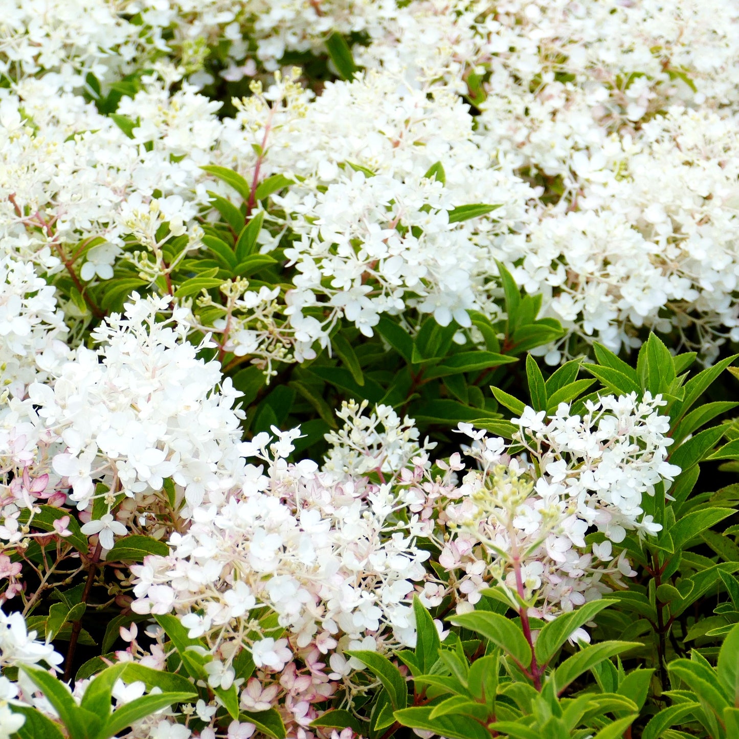 Rispen-Hortensie (Hydrangea panic. Groundbreaker BLUSH)