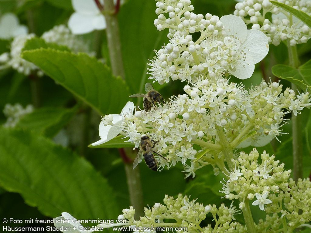 Rispen-Hortensie 'Kyushu' (Hydrangea paniculata)
