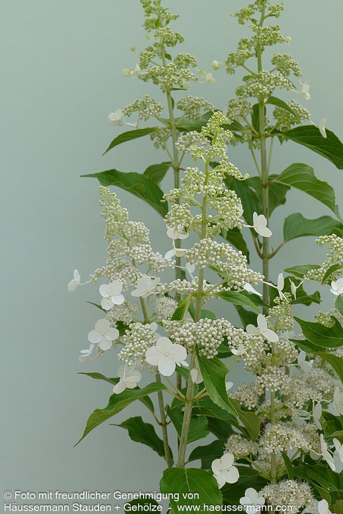 Rispen-Hortensie 'Kyushu' (Hydrangea paniculata)