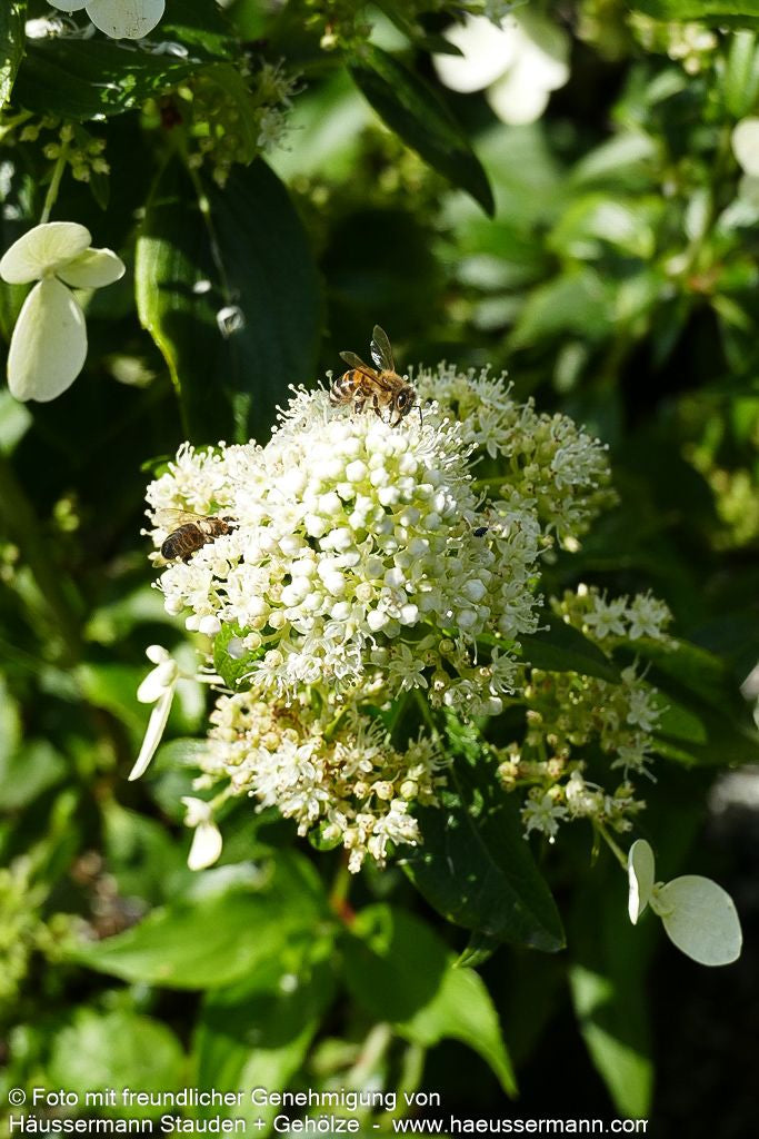 Rispen-Hortensie 'Kyushu' (Hydrangea paniculata)