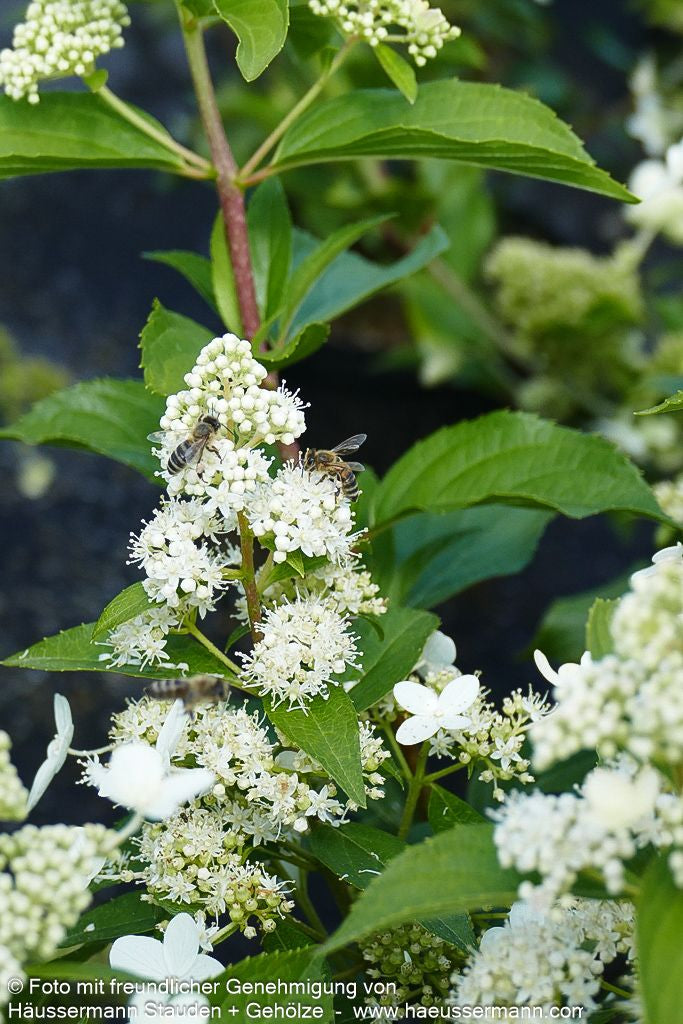 Rispen-Hortensie 'Kyushu' (Hydrangea paniculata)