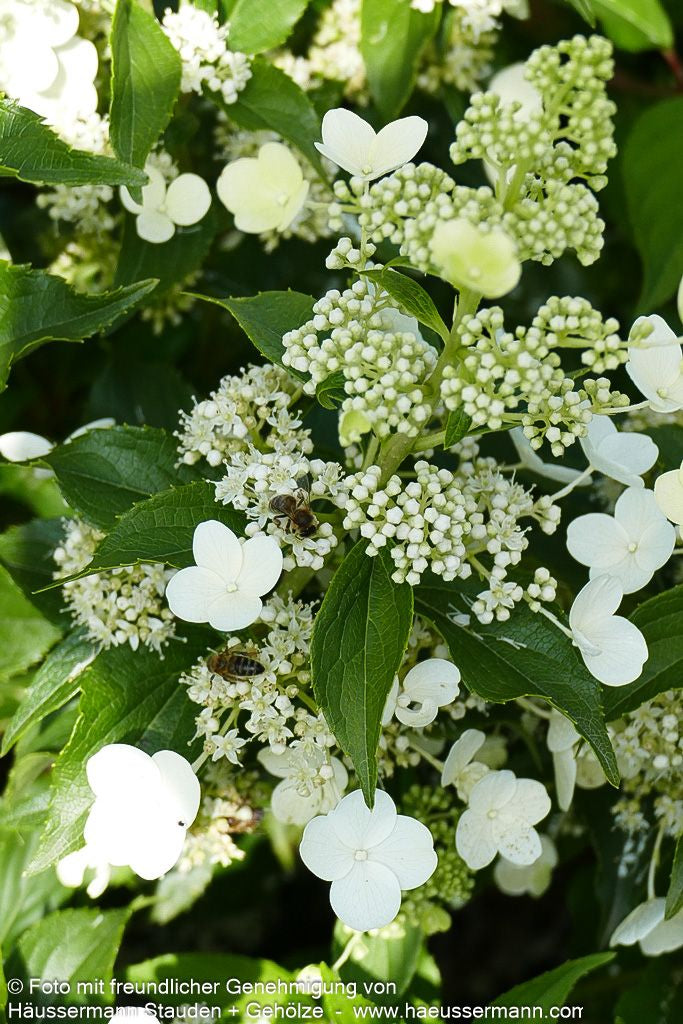 Rispen-Hortensie 'Kyushu' (Hydrangea paniculata)